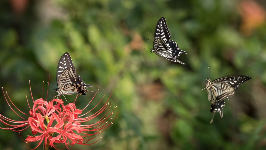 My Tips To Photographing Flying Butterflies