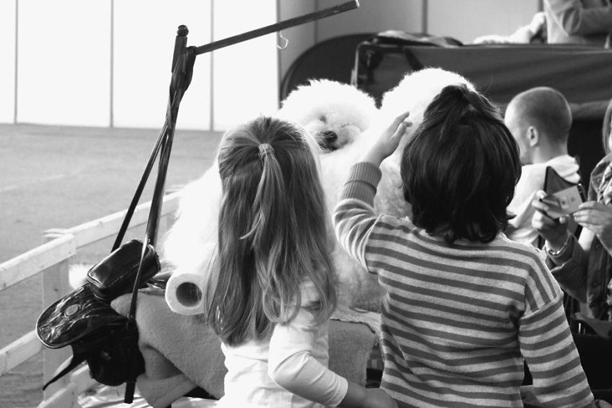 I Try To Capture Special Moments Between Dogs And Owners At Dog Shows