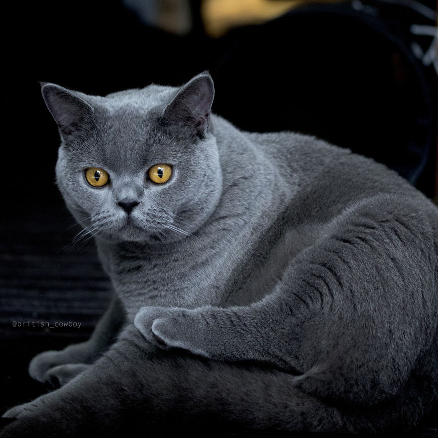 I Spend My Days Lazing Around Being Fabulous