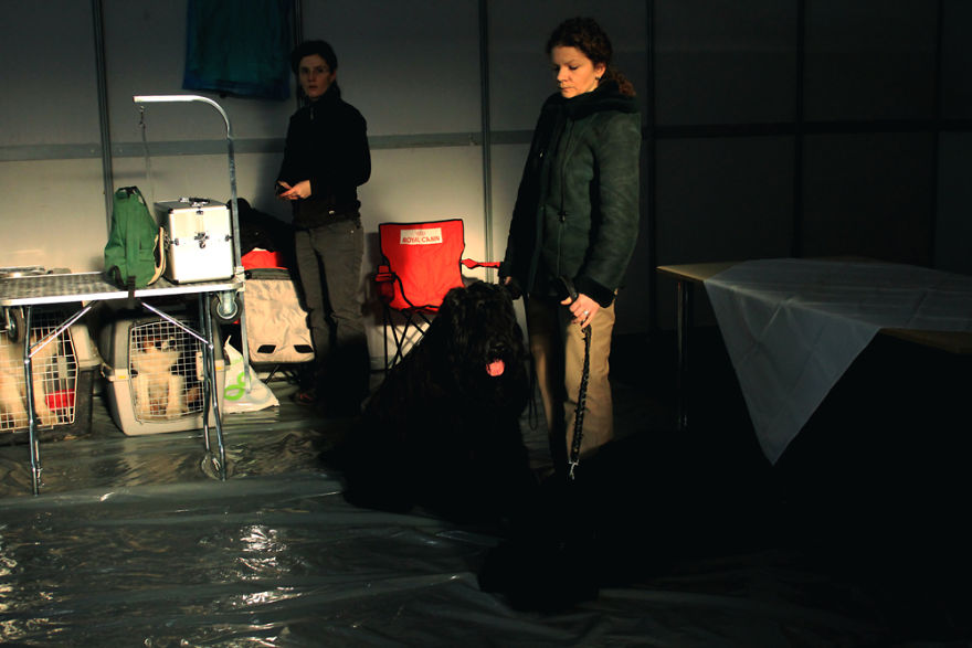 I Try To Capture Special Moments Between Dogs And Owners At Dog Shows