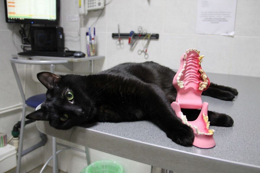 Rescue Cat Who Can't Walk Becomes Nurse, Helps Sick Animals And Even Saves Their Lives