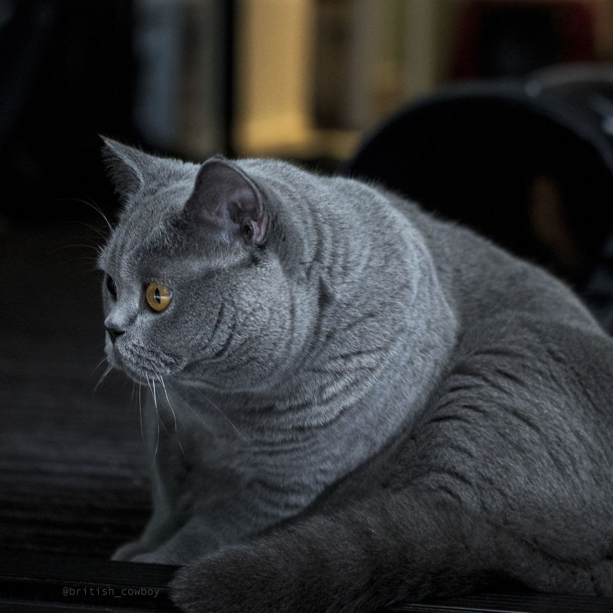 I Spend My Days Lazing Around Being Fabulous