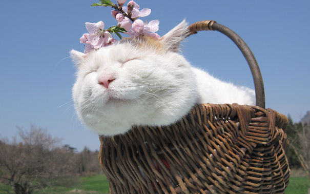 Love To Sell Cute Cute White Cat