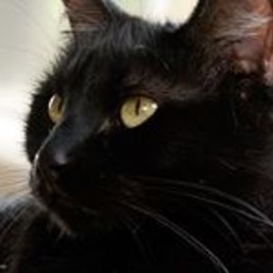 karenrbrooks1957 avatar