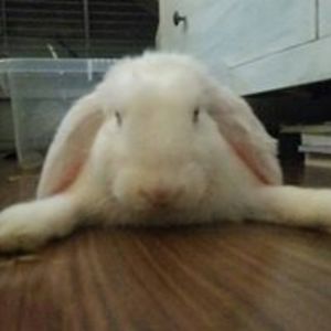 leahg_designer avatar