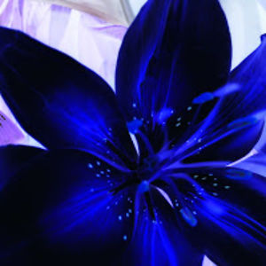 deedimeopruitt avatar