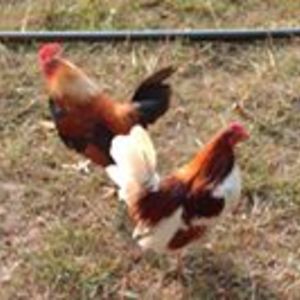 heartzlink2004 avatar