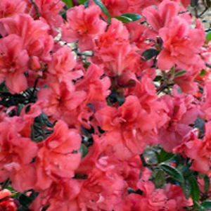 briellejacobs avatar