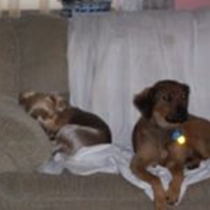 ggfoxygrandma avatar