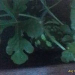 selfactivated avatar