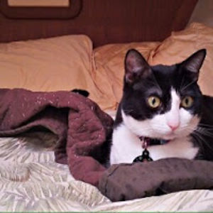 geoffreyschrader avatar