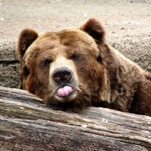 marke_talboomd_c_ avatar