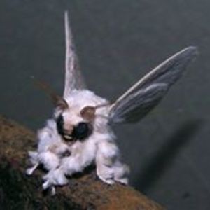 smell_of_napalm avatar