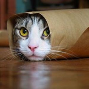 nicoleta_ana17 avatar