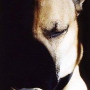 rosemariejwilliams avatar