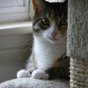 easter229-cat avatar