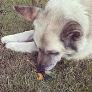 kimberlyghwong avatar