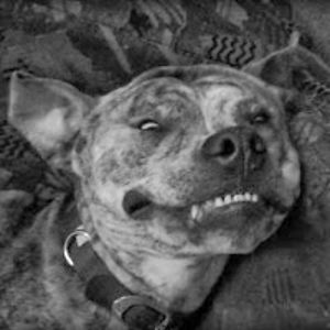 bjjonesheinzjr avatar