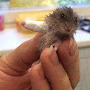 rachel_doucet avatar