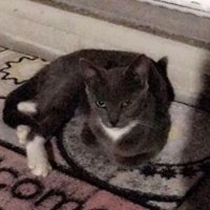 luminaire_wolf avatar