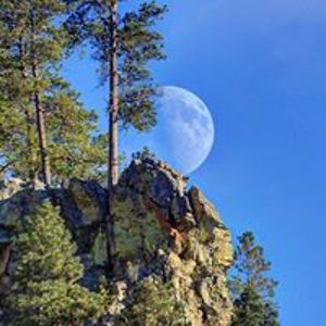 sylfitzpatrick avatar