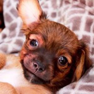 robin_giuntini avatar