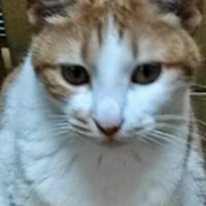 sarah_chuang1 avatar