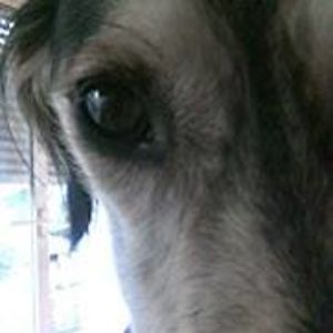 yana_alquasim avatar