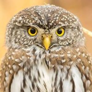 confusioncircle avatar