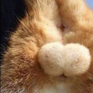 youko_kurama_cleo13 avatar