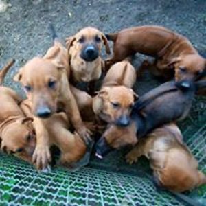 kurt_springer avatar