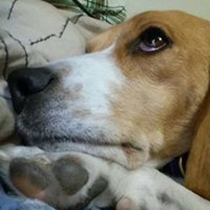baycreekbeagles avatar