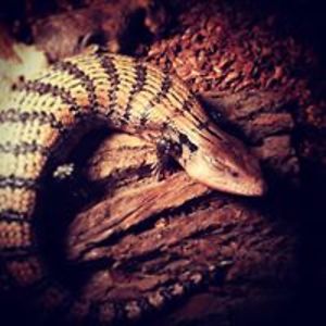 disturbedmind200 avatar