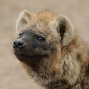 ahyena avatar