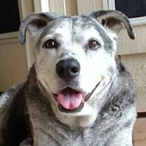 halloweencarol avatar