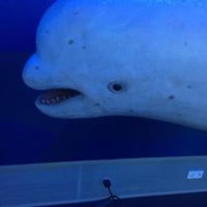 andrea_johnston avatar