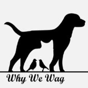 whywewagwhywewag avatar