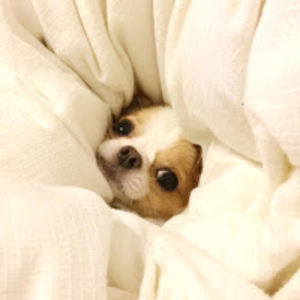 rembrandtramonafriday avatar