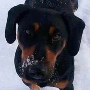 majda_vojnikovic avatar