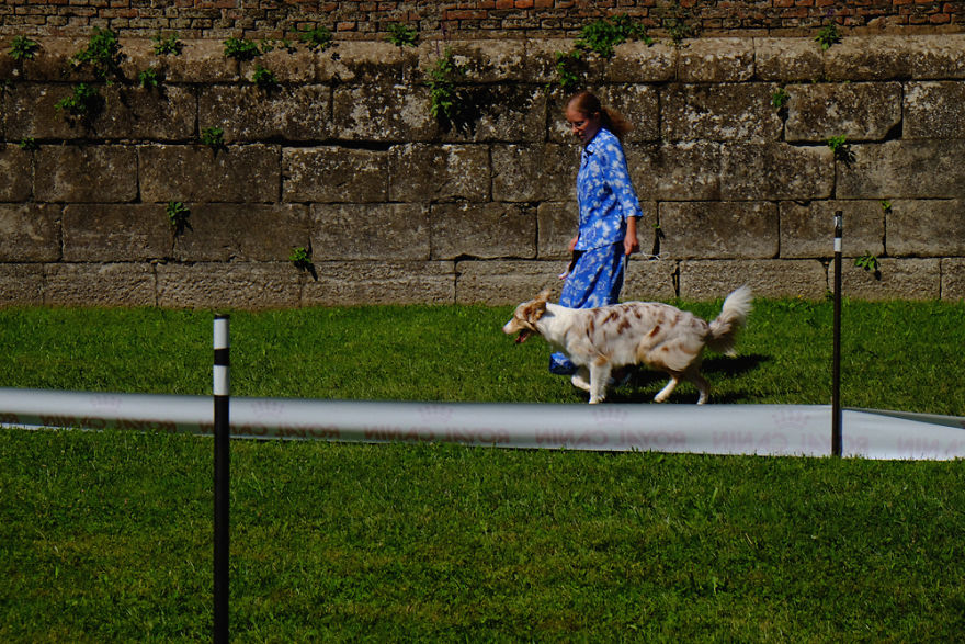 I Try To Capture Special Moments Between Dogs And Owners At Dog Shows