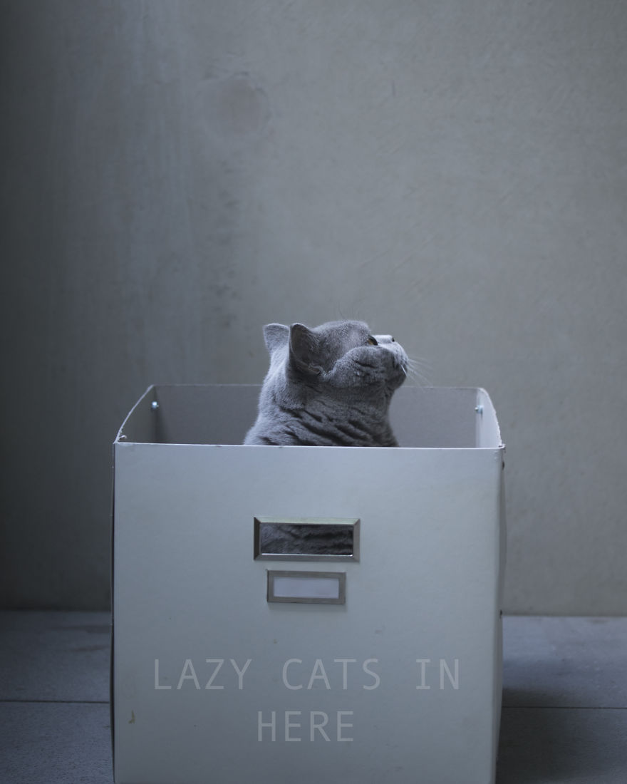 I Spend My Days Lazing Around Being Fabulous