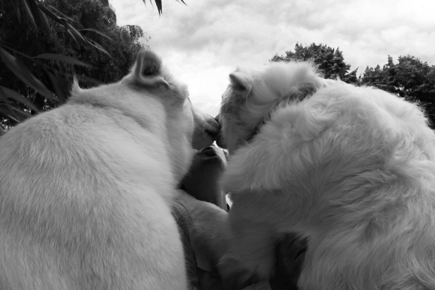 I Try To Capture Special Moments Between Dogs And Owners At Dog Shows