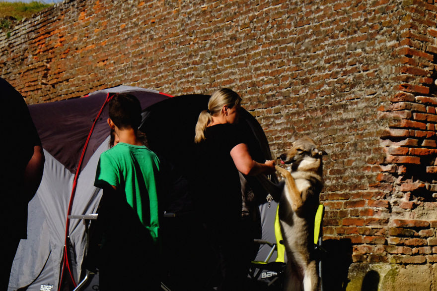 I Try To Capture Special Moments Between Dogs And Owners At Dog Shows