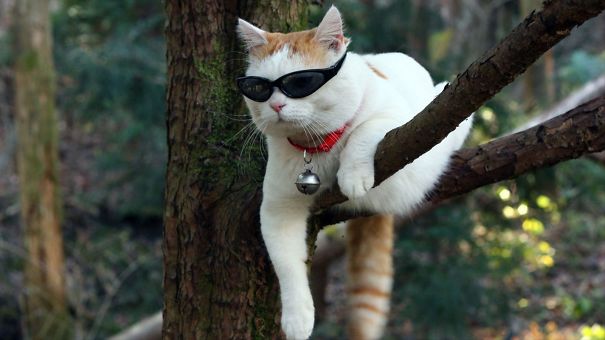 The Most Expensive Cat Breeds In The World! Some Of These Kitties Cost More Than A Car