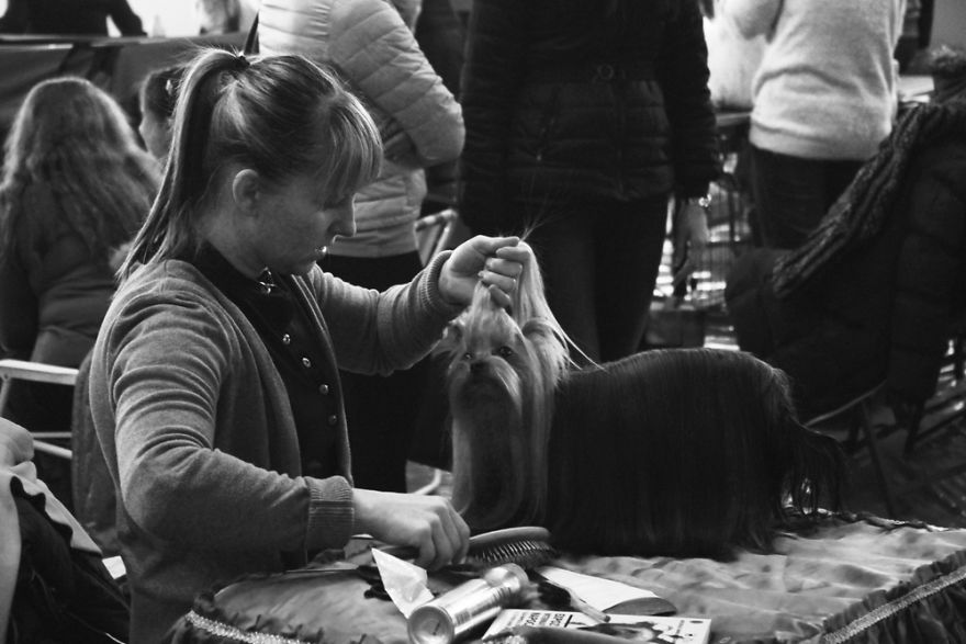 I Try To Capture Special Moments Between Dogs And Owners At Dog Shows