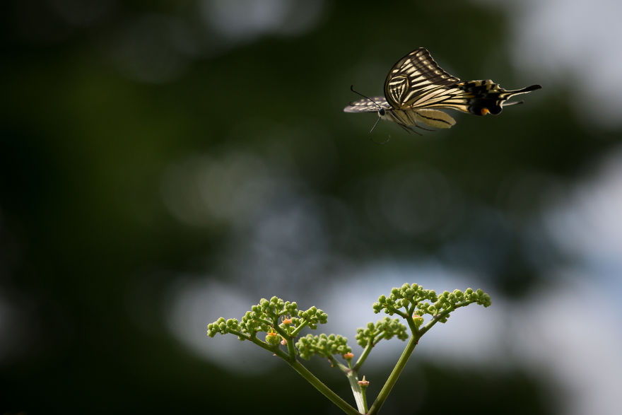 My Tips To Photographing Flying Butterflies