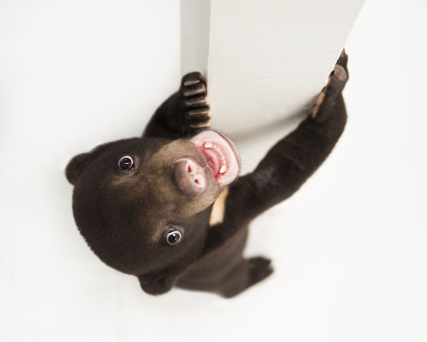 A Photographer Met The Most Adorable Bear Cub In The World