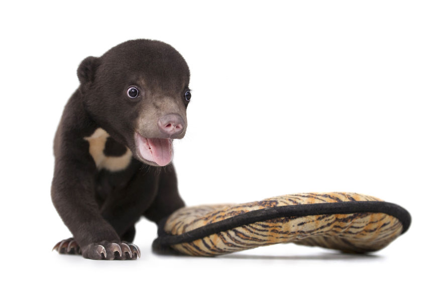 A Photographer Met The Most Adorable Bear Cub In The World A Photographer Met The Most Adorable Bear Cub In The World