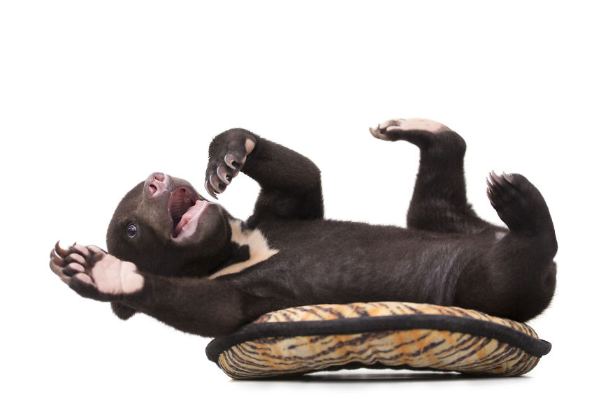 A Photographer Met The Most Adorable Bear Cub In The World