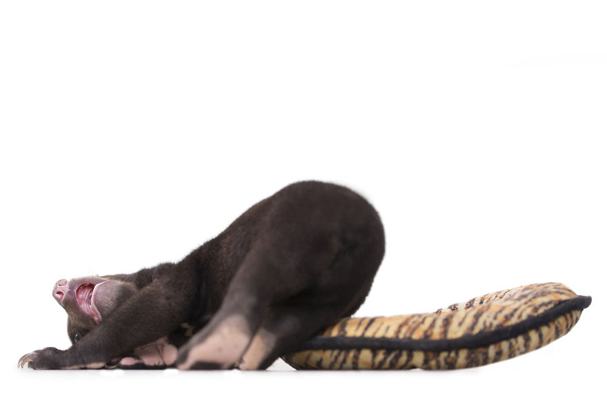 A Photographer Met The Most Adorable Bear Cub In The World A Photographer Met The Most Adorable Bear Cub In The World